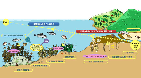 活用事例 > 藻場の生態系における役割について
